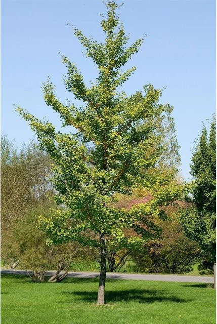 Pflanzen für dich Ginkgo Biloba Fastigiata Säulenginkgo, pflegeleicht, Höhe: 150–175 cm - Bild 1