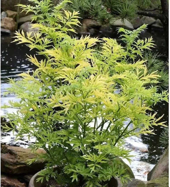 Gelblaubiger Säulen Holunder Golden Tower Sambucus nigra, Höhe: 150 cm, Gelb - Bild 1
