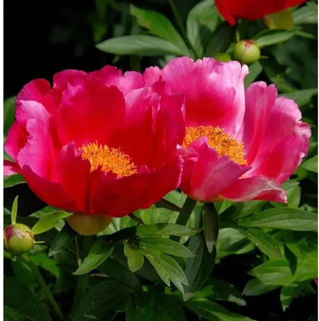Edle Pfingstrose Scarlet O Hara Paeonia cultivar in Rot von Nr-01.de - Bild 1