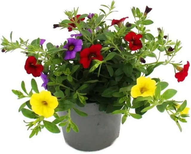 Exotenherz Calibrachoa Minihängepetunie Set mit 3 Pflanzen, Bunt, 12cm Topf - Bild 1
