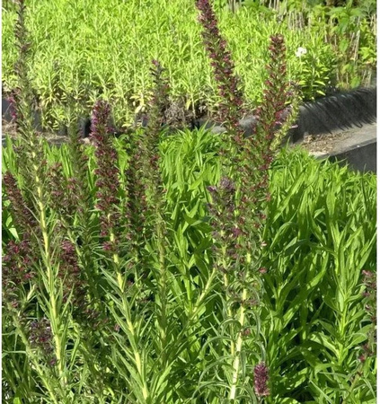 Russischer Natternkopf Echium russicum als 2 jährige Pflanze in lila