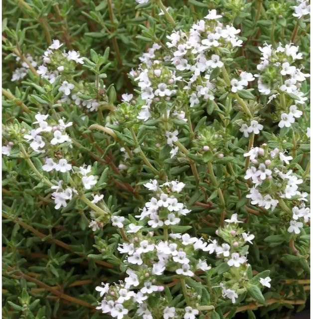 Echter Thymian Thymus vulgaris von Die Nr-01.de als mehrjährige Gartenpflanze im Topf - Bild 1