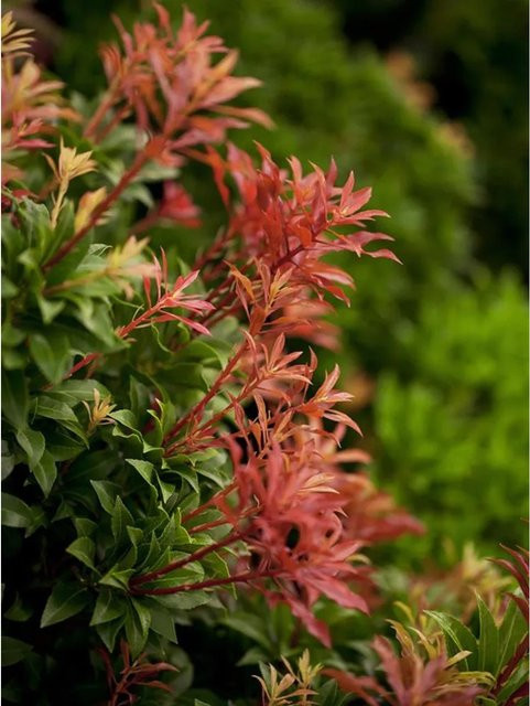 Pieris japonica Schattenglöckchen Mountain Fire Weiß von OBI als Zierstrauch im Topf - Bild 1