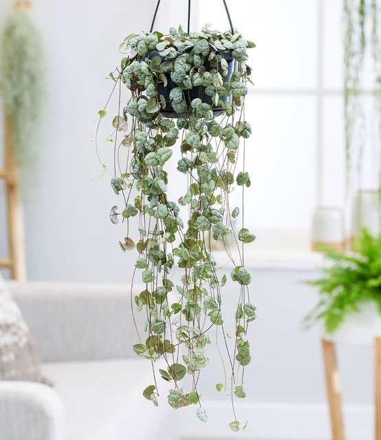 Leuchterblume Ceropegia Zimmerpflanze - Bild 1