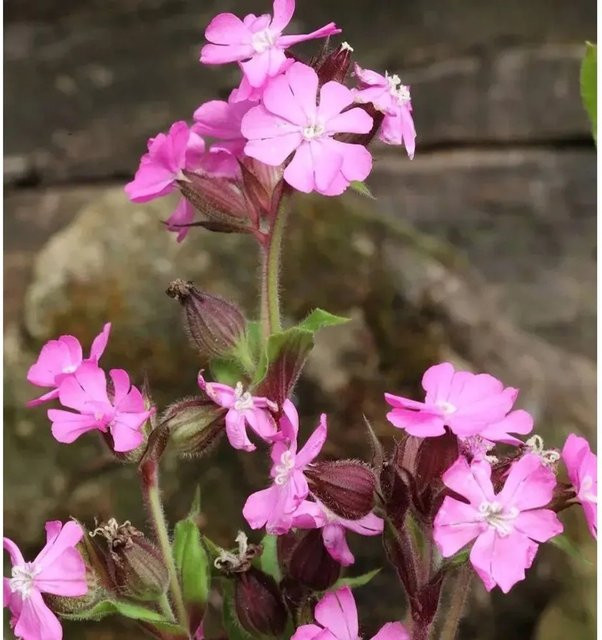 Silene schafta Leimkraut pink als mehrjährige Gartenpflanze und Bodendecker von Nr-01.de - Bild 1