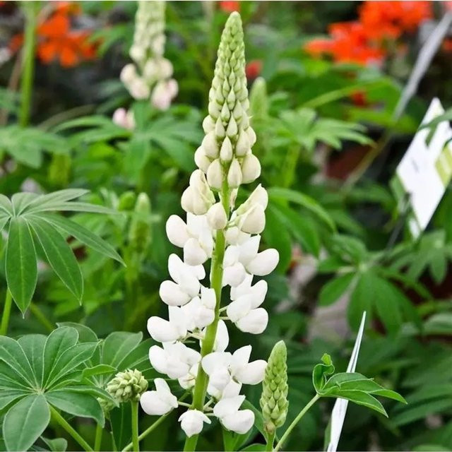 Gartenlupinie Fräulein Lupinus polyphyllus als mehrjährige Schnittblumenpflanze für das Beet - Bild 1