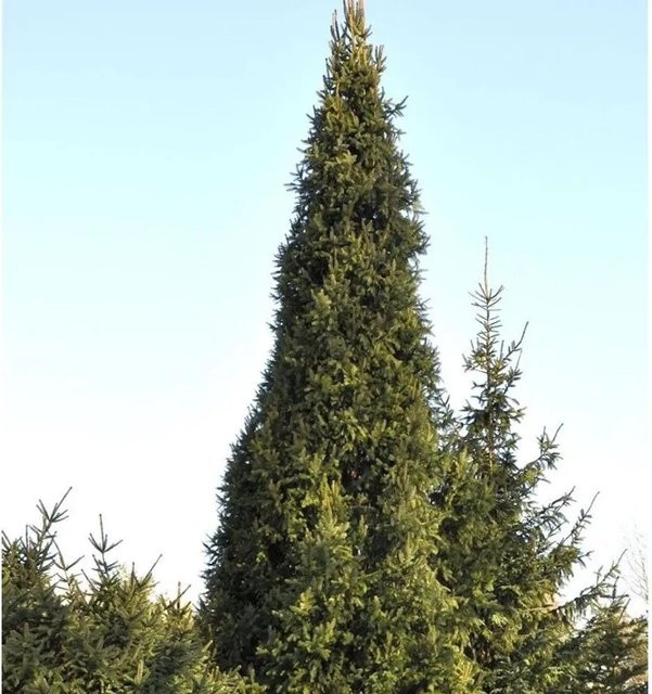 Säulenfichte Cupressina Picea abies grün Nr-01.de Höhe: 60-80 cm - Bild 1
