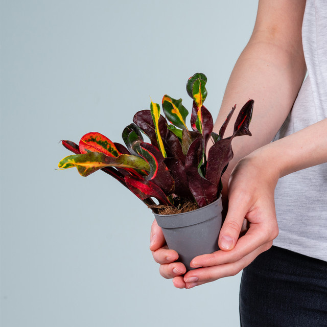 Green Living Kroton Mammi S bunt gemusterte Zimmerpflanze - Bild 1