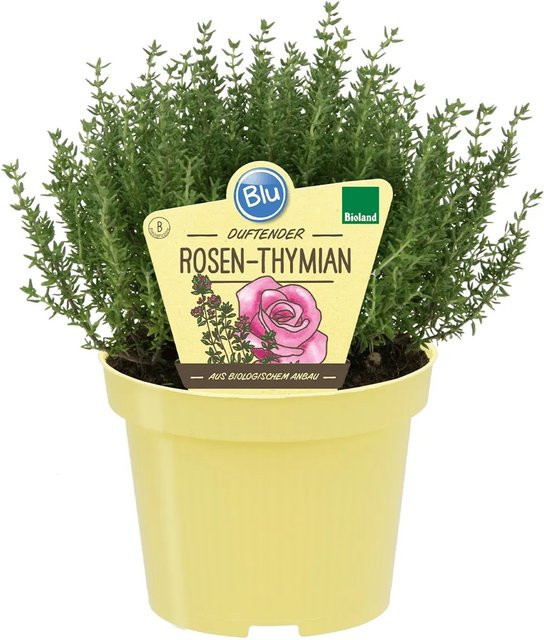 Blu Bio-Rosen-Thymian Thymus ssp. in Topf, Grün, Durchmesser: 12 cm - Bild 1