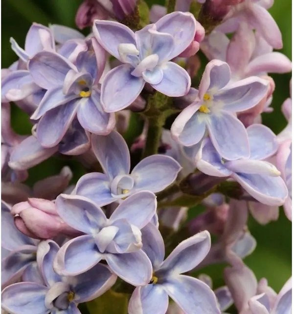 Edelflieder Président Grévy Syringa vulgaris Zierstrauch in Blau und Violett, Höhe: 80-100 cm - Bild 1