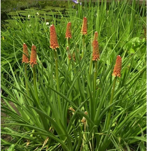 Kniphofia praecox Fackellilie als orangefarbene Stauden-Beetpflanze für den Außenbereich - Bild 1