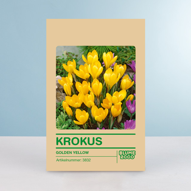 Gloßblumiger Krokus Golden Yellow Blumenzwiebeln von BLUME2000, 10 Knollen - Bild 1