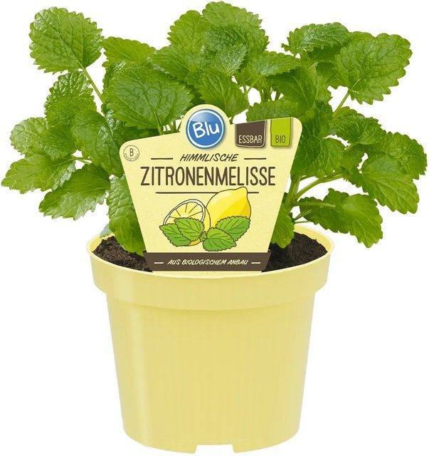 Blu Bio Zitronenmelisse Melissa officinalis als Gewürz- und Heilpflanze im Topf - Bild 1