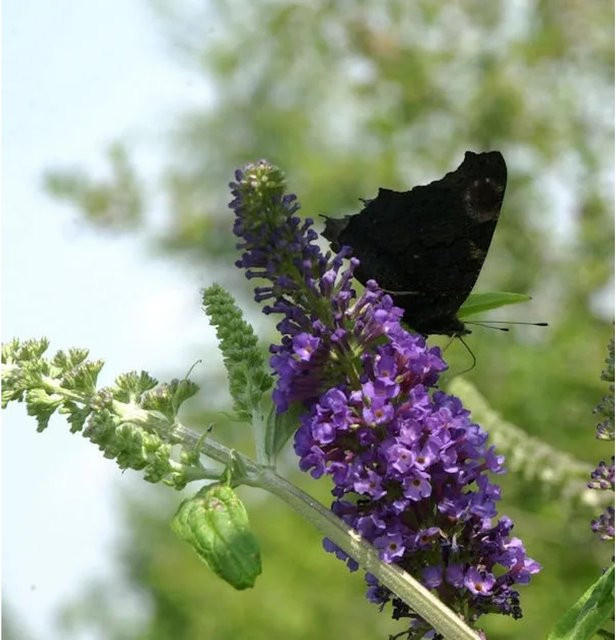 Buddleja Sommerflieder Empire Blue Sträucher für den Garten, Höhe: 100-125 cm - Bild 1