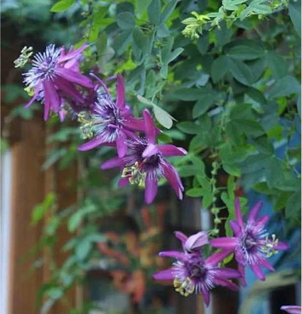 Passionsblume Lavender Passiflora caerulea Kletterpflanze in Purple - Bild 1