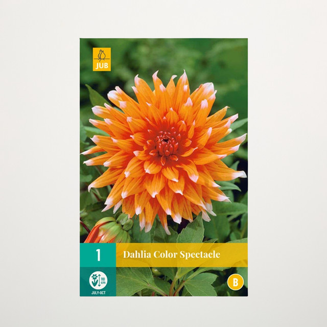 Kaktus-Dahlie Color Spectacle Knolle von BLUME2000 - Bild 1