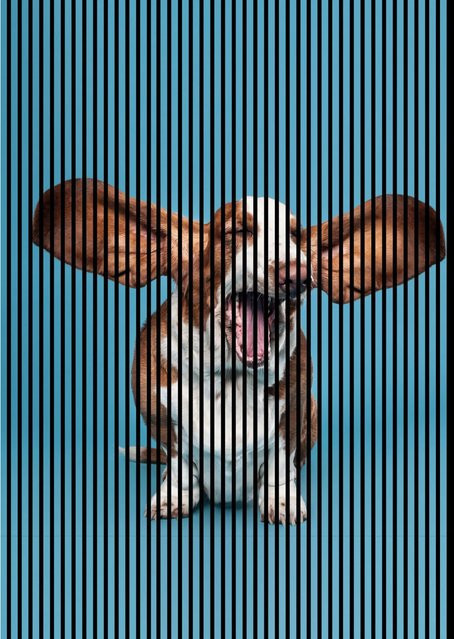 FN Acustico Akustikplatte Dog 1 in Bunt aus PET und MDF mit Klebefolie, H x B x T: 2.400 x 1.693 x 19 mm - Bild 1