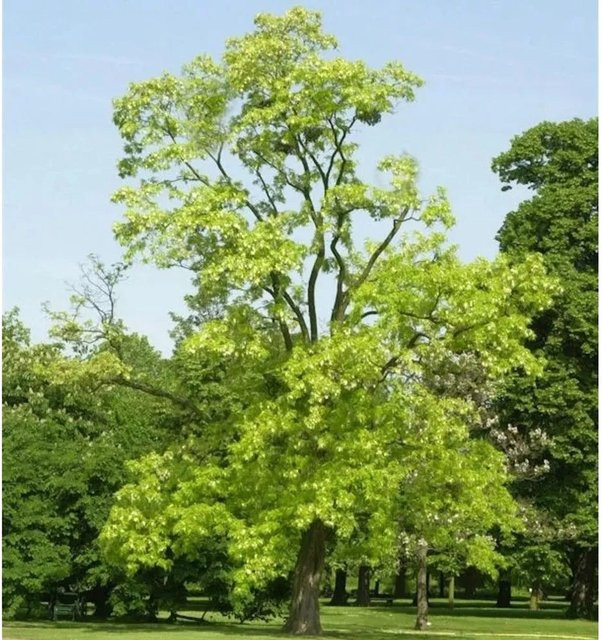 Gold Robinie Robinia pseudoacacia Baum in Gold und Grün, Höhe: 100-125 cm - Bild 1