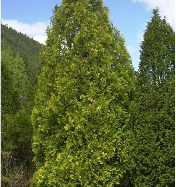 Thuja plicata Gelber Riesenlebensbaum von Nr-01.de als Heckenpflanze, Höhe: 150 cm - Bild 1