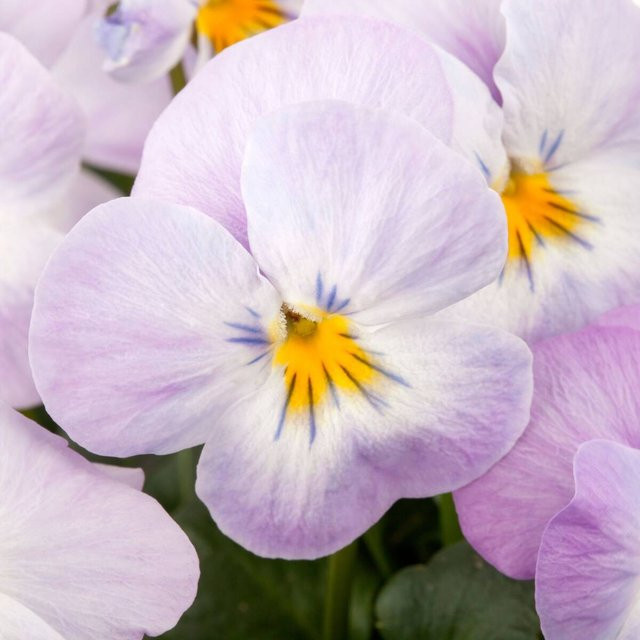 Hornveilchen Viola in Hellviolett als mehrjährige Gartenpflanze von Mein schöner Garten Shop - Bild 1