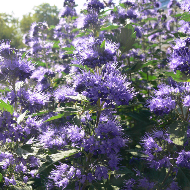 Bartblume Blue Balloon® Caryopteris, blau/violett, Zierstrauch für Sommer und Garten - Bild 1