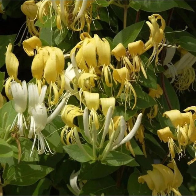 Japanisches Geisblatt Lonicera japonica Kletterstrauch für deinen Garten, Höhe: 125-150 cm - Bild 1
