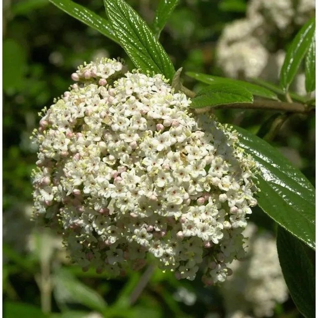 Prager Schneeball Viburnum pragense als Zierstrauch in Grün und Weiß von Nr-01.de - Bild 1