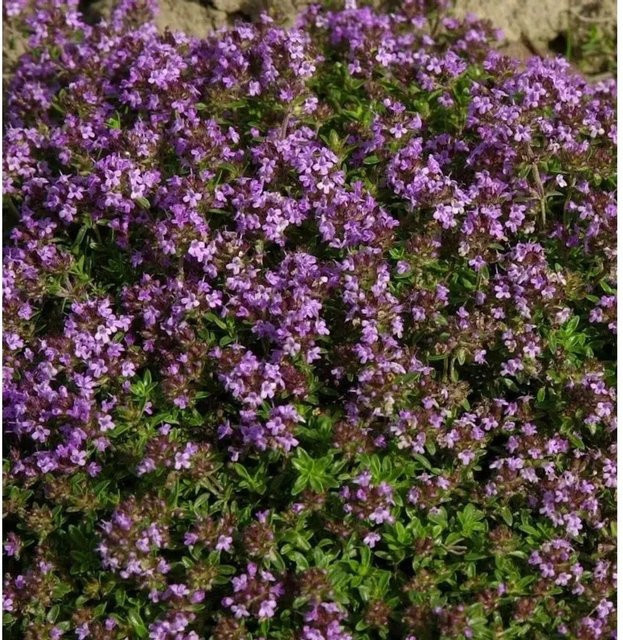 Thymus praecox Purpurteppich - Polsterbildender Thymian in Purpur - Bild 1