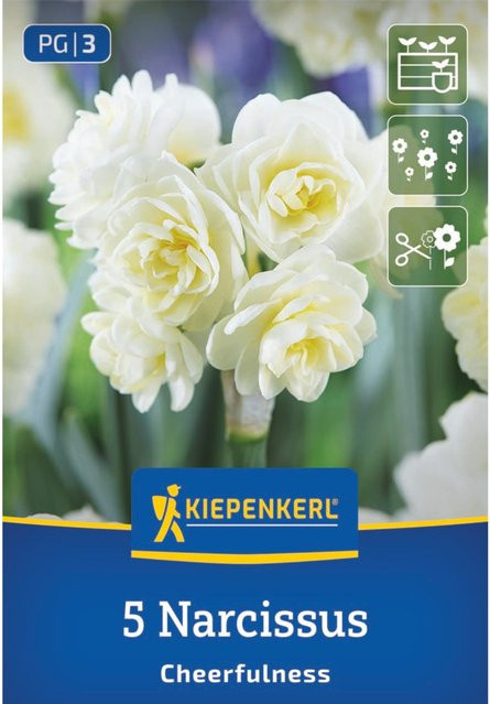 Kiepenkerl Narzisse Cheerfulness in Weiß, 5 Zwiebeln - Bild 1