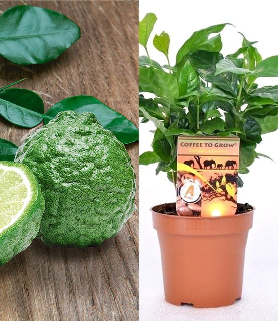 Coffea arabica mit Kaffir-Limette und Gewürzen - Bild 1