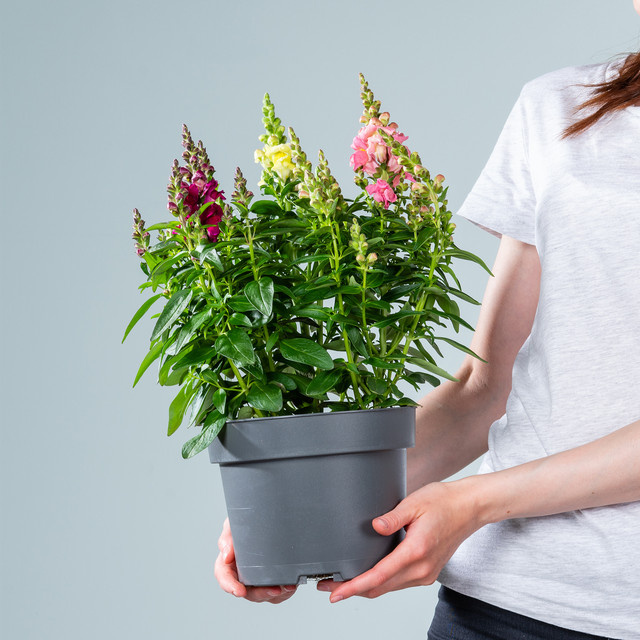 Löwenmaul Trio Antirrhinum majus von BLUME2000 für Beete, Balkonkästen und Terrassenkübel - Bild 1