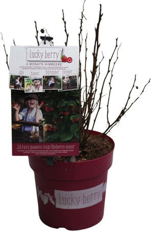 GROW by OBI Himbeere Lucky Berry Beerenstrauch Rot, Höhe: 40 - 50 cm