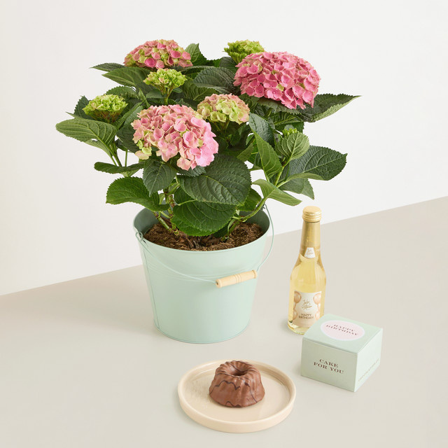 BLUME2000 Hortensien-Geschenkset mit Geburtstagsküchlein und Sekt als Topfpflanze - Bild 1