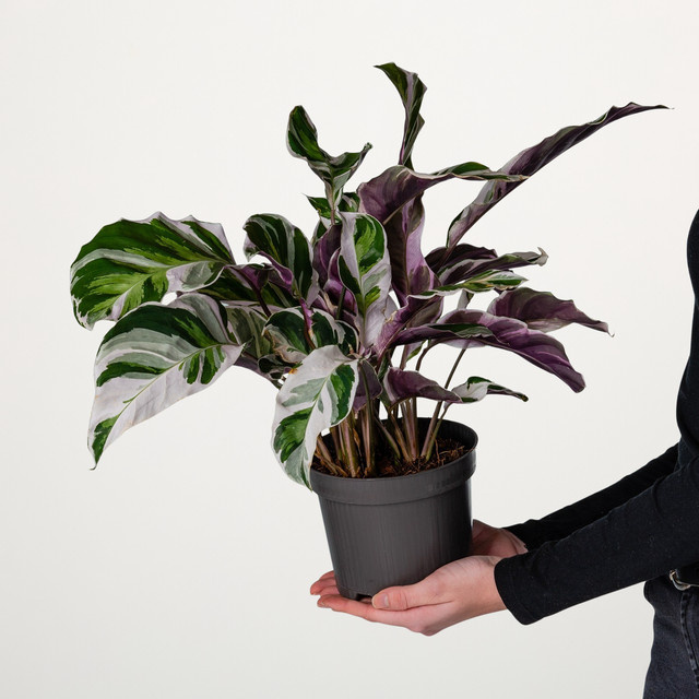 Calathea White Fusion Zimmerpflanze von BLUME2000, mehrfarbig (Weiß, Grün, Lila) - Bild 1