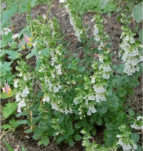 Immergrüner Gamander Alba Teucrium ucidrys als mehrjährige Gartenpflanze in weißer Blüte - Bild 1