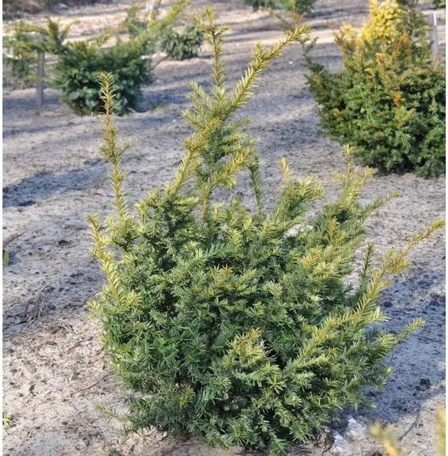 Europäische Eibe Adpressa Aurea Taxus baccata in Grün, Topfgröße 25-30 cm - Bild 1