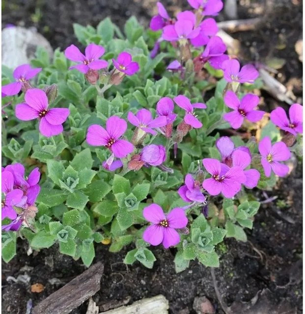 Aubrieta cultorum Blaukissen Sauerland lila Blühpflanze für Stauden- und Steingärten - Bild 1