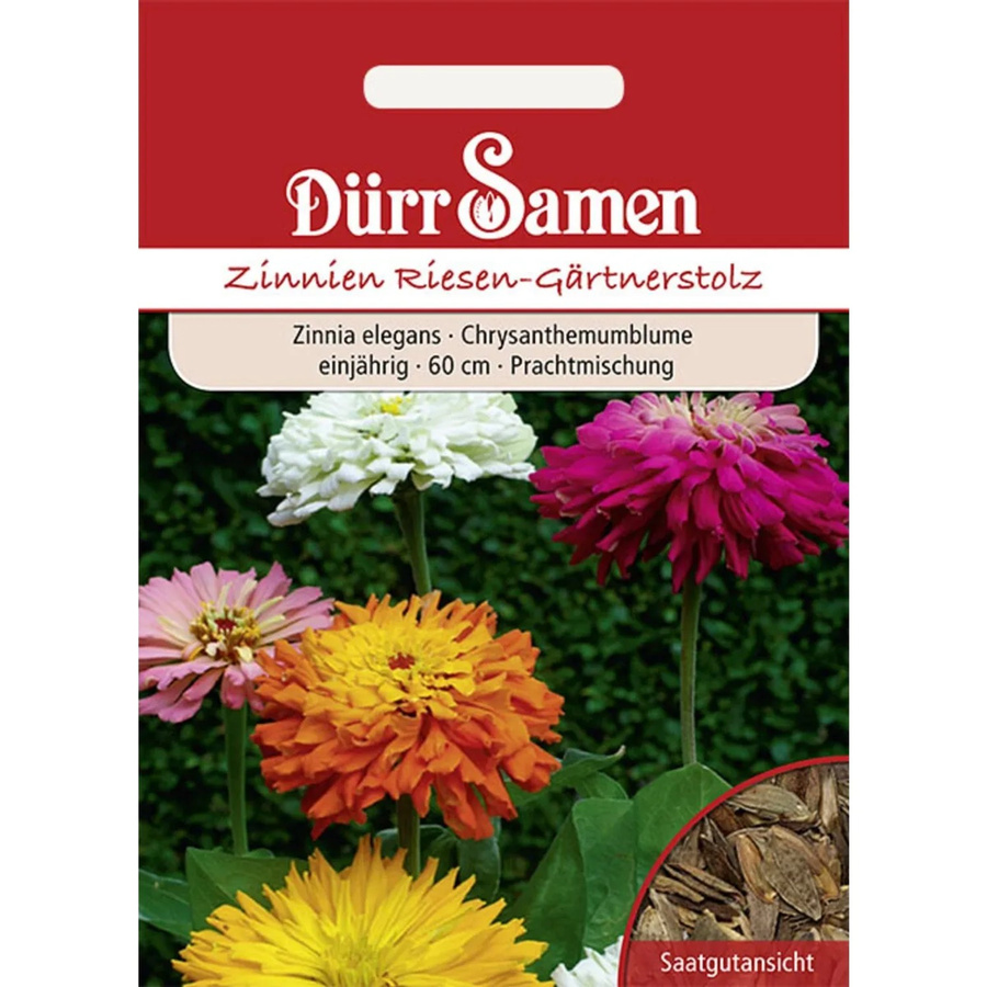 Dürr Zinnien Riesen-Gärtnerstolz Einjähriges Saatgut für Beete und Garten - Bild 2