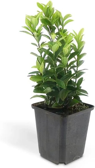 Exotenherz Euonymus Japonicus Green Spire Bodendecker Kriechspindel im 9cm Topf, 6er Set - Bild 1