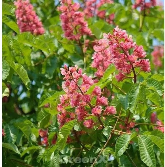 Fleischrote Rosskastanie Aesculus carnea für deinen Garten, Höhe: 125-150 cm, rot - Bild 1