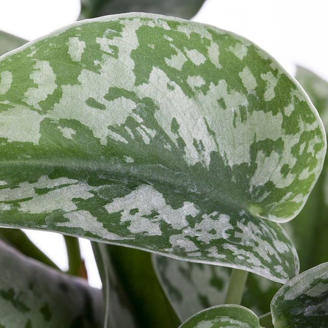 Gefleckte Efeutute Scindapsus als grüne Kletterpflanze mit silbernem Blattmuster für deine Zimmerpflanzen von Mein schöner Garten Shop - Bild 1