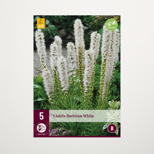 Prachtscharte Floristan in Weiß, 5 Knollen von BLUME2000 - Bild 1