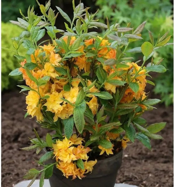 Azalee Sun Star Rhododendron luteum in Gelb, 40-50 cm Höhe - Bild 1