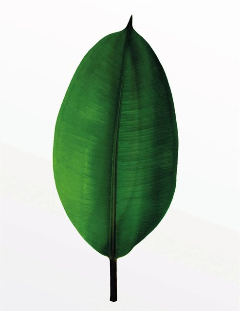 Komar Wandbild Ficus Leaf Green, B/H: 40 x 50 cm - Bild 1