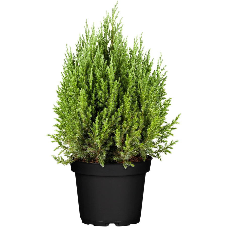 OBI Kegel-Mooswacholder Juniperus chinensis im Topf, Höhe: 10 - 20 cm - Bild 2