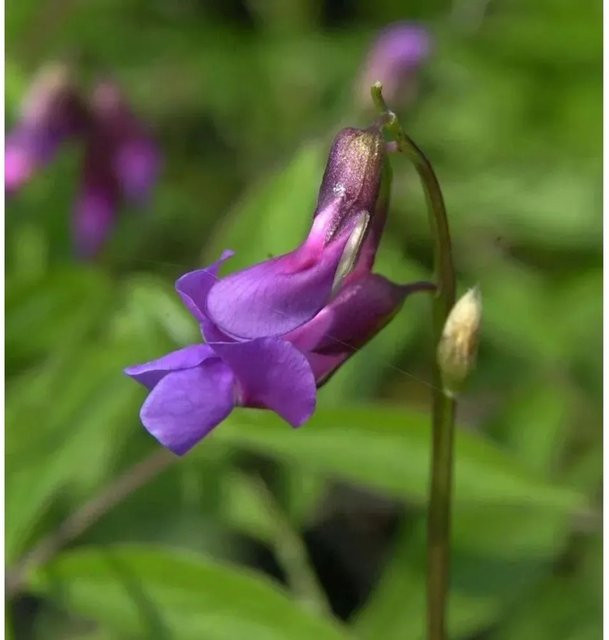 Wald-Wicke Lathyrus vernus als mehrjährige Schnittblumenpflanze für den Außenbereich - Bild 1