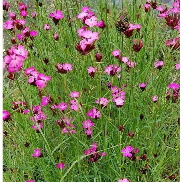 Rote Karthäuser Nelke Dianthus carthusianorum als mehrjährige Pflanze für den Steingarten und als Bodendecker in Rot - Bild 1