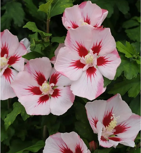 Hibiscus Zierstrauch Rosen Eibisch Hamabo in Pink, Rot oder Weiß, Höhe: 80-100 cm - Bild 1