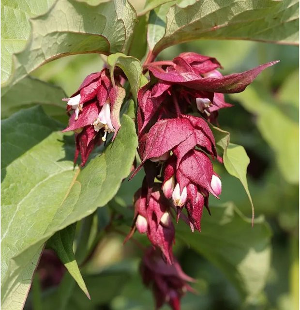 Karamellstrauch Purple Rain Leycesteria formosa Solitärpflanze für den Garten, Höhe: 60-80 cm - Bild 1