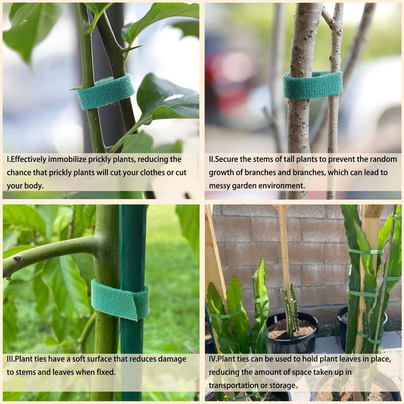 Wiederverwendbare Pflanzenbinder aus grünem Nylon-Bambus-Wickelband zur Unterstützung von Kletterpflanzen und Tomaten im Gemüsegarten - Bild 4